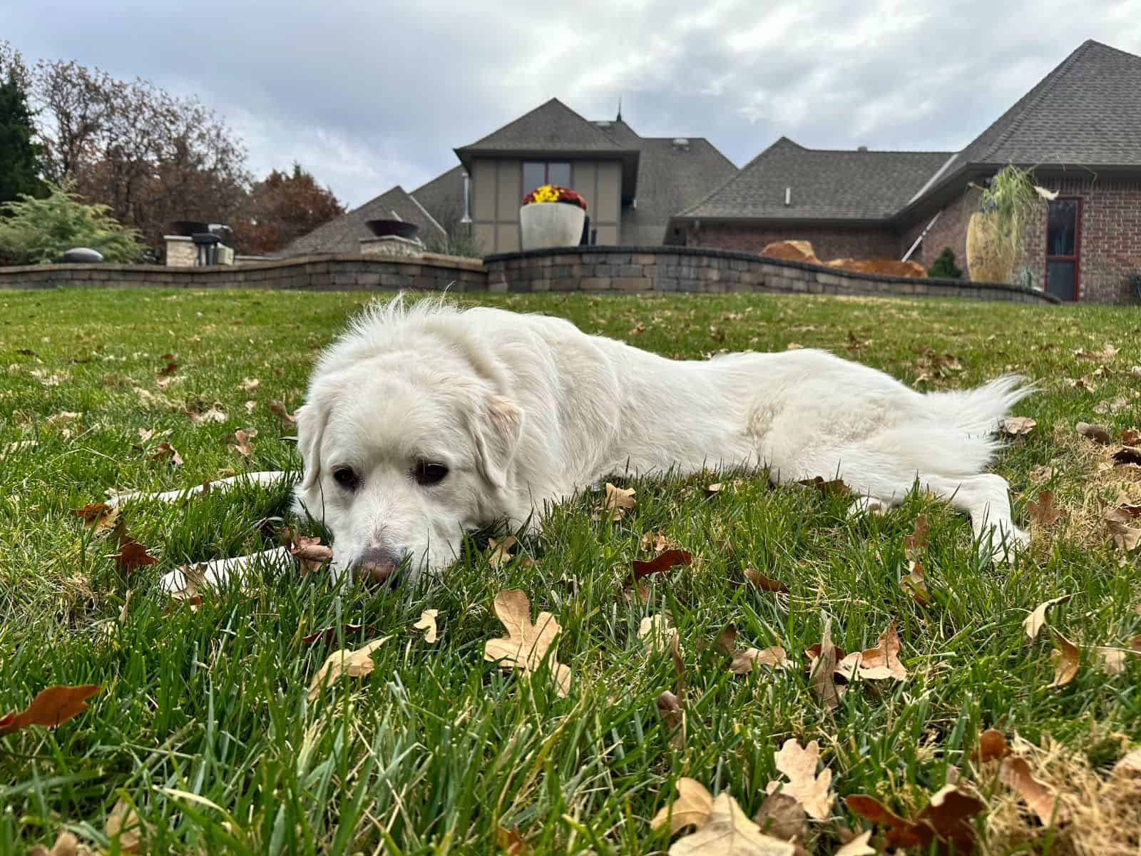 Flea & Tick Control image