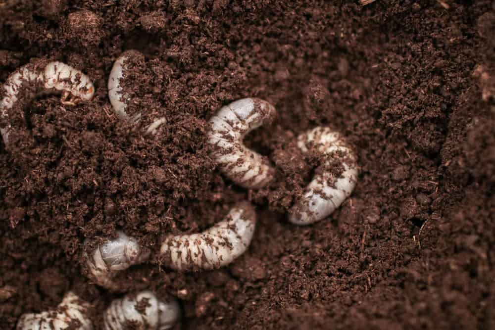 Grub Control and Armyworm Prevention image