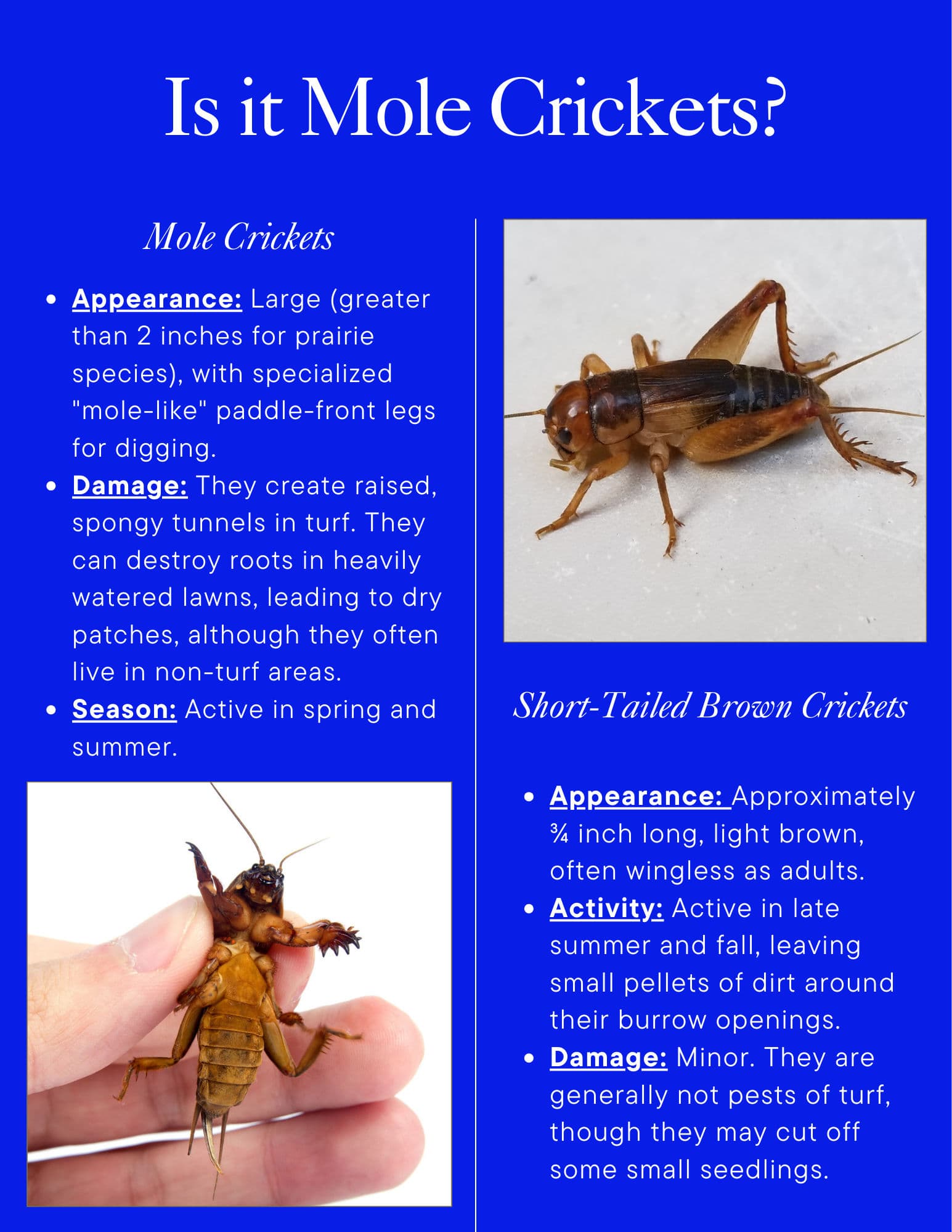 Project Mole Crickets vs Short-Tailed Brown Crickets - Know the Difference for a Healthy Lawn image
