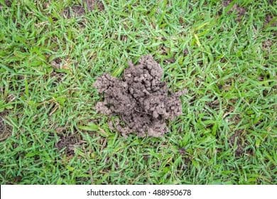 Project Earthworm Castings vs Mole Cricket Mounds - Know the Difference image