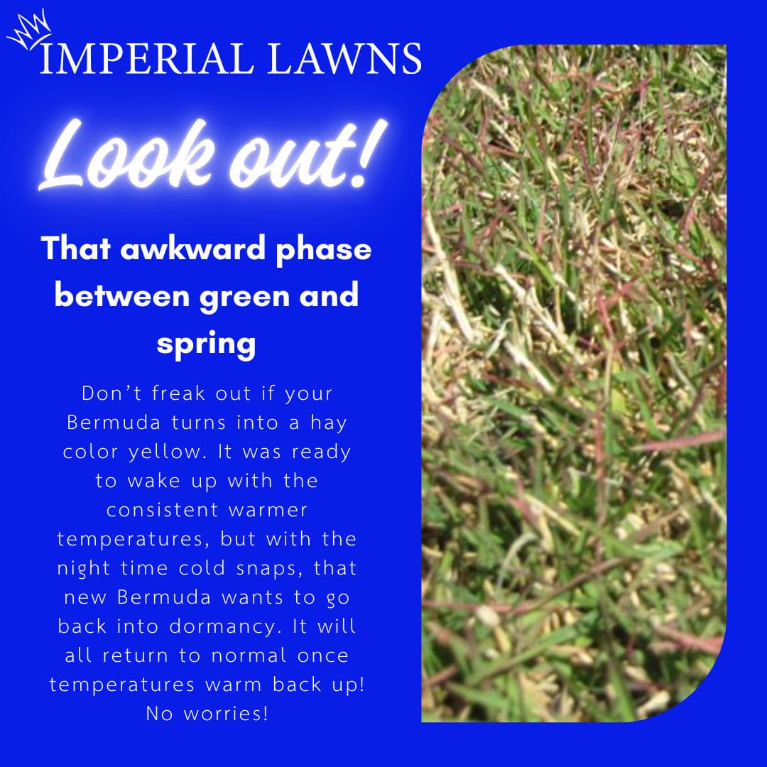Bermuda Grass in Transition - From Dormancy to Vibrancy image