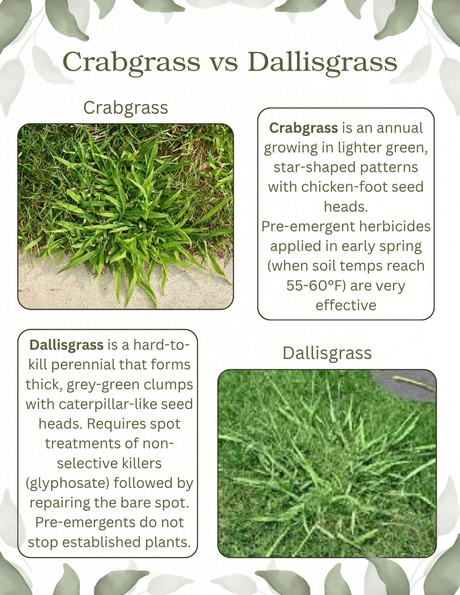 Managing Crabgrass and Dallisgrass: Effective Weed Control Methods image