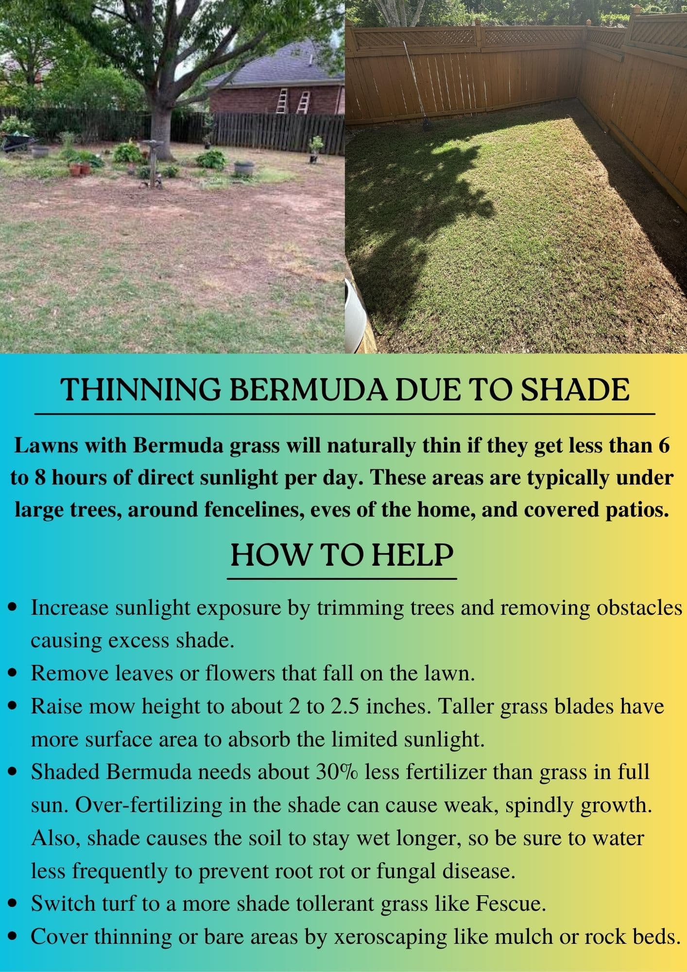 Why Your Bermuda Grass Is Thinning in the Shade image
