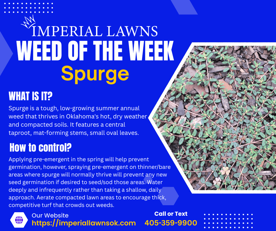 Weed of the Week - Spurge Is Taking Over Oklahoma Lawns image