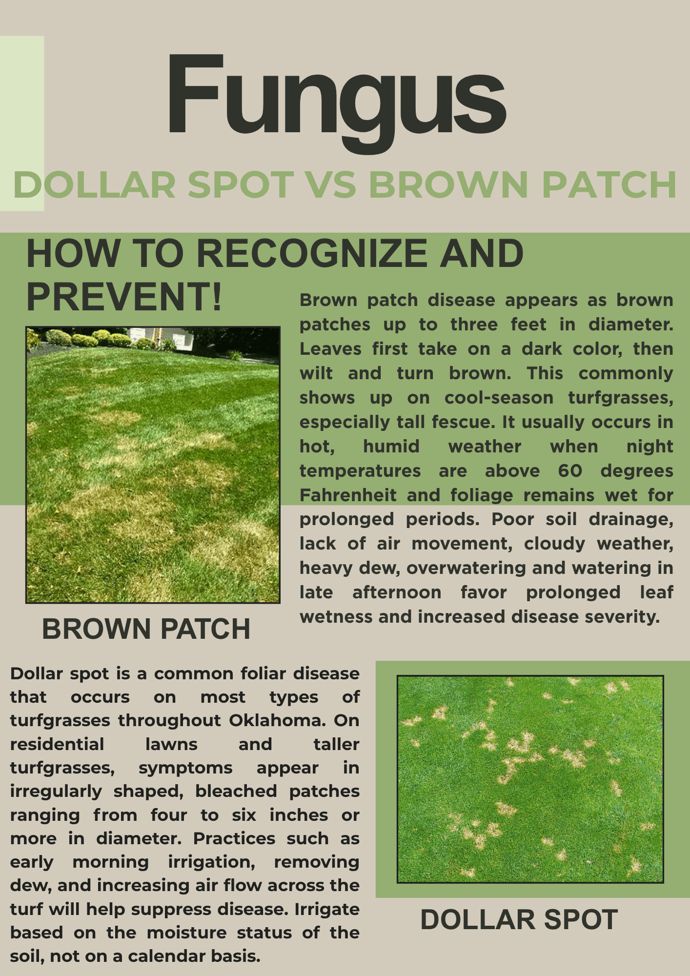 Brown Patch vs Dollar Spot - How to Tell the Difference image