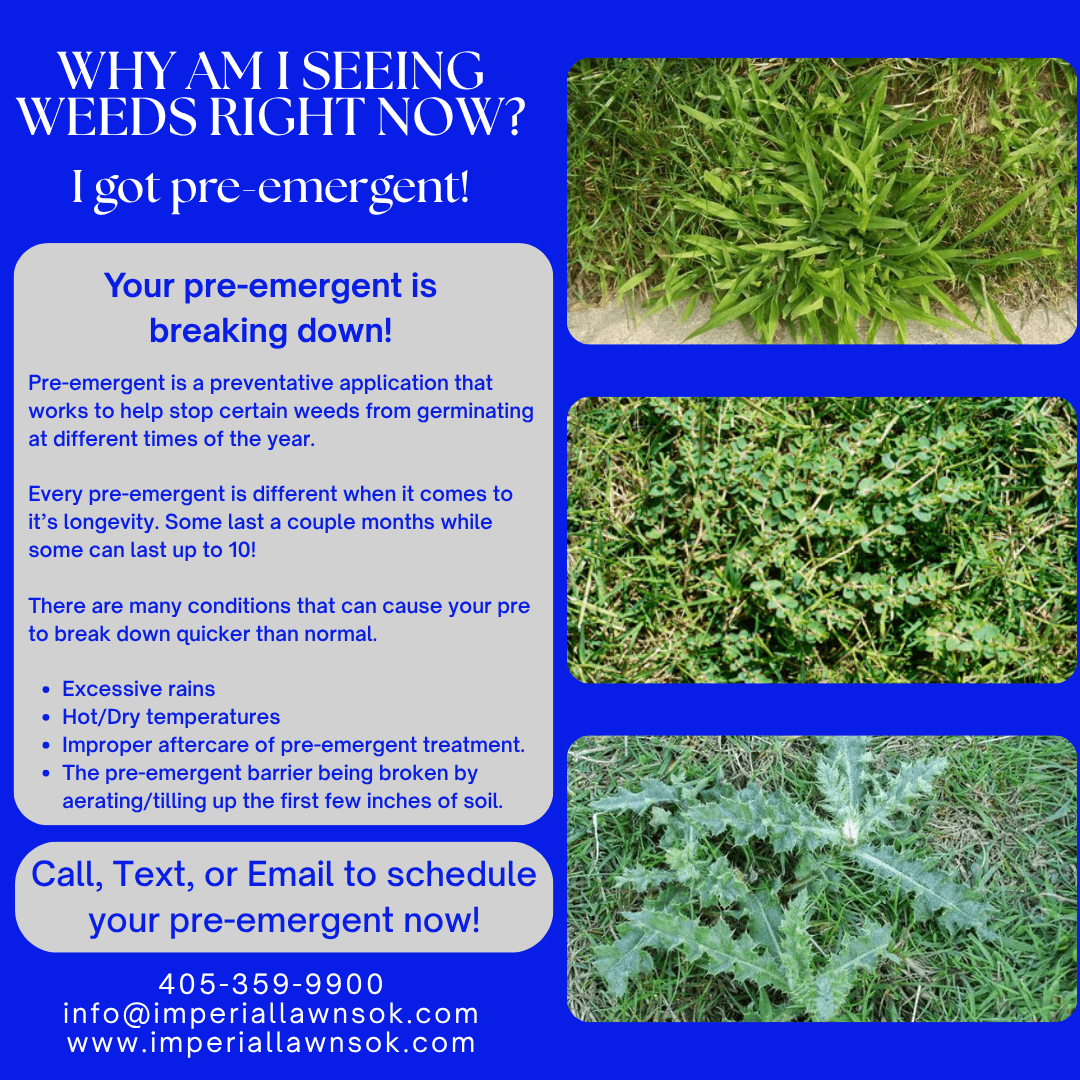 Why Weeds Are Still Showing Up After Pre-Emergent image